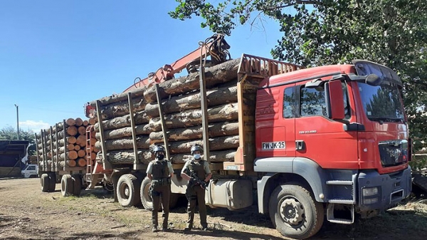 Carabineros registra más de 2.500 detenciones por robo de madera durante los últimos seis años
